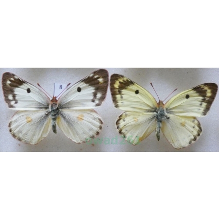 Colias hyale (Linnaeus, 1758) pair Szlaczkoń siarecznik Czech8